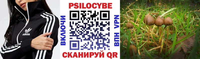 Псилоцибиновые грибы прущие грибы Болотное